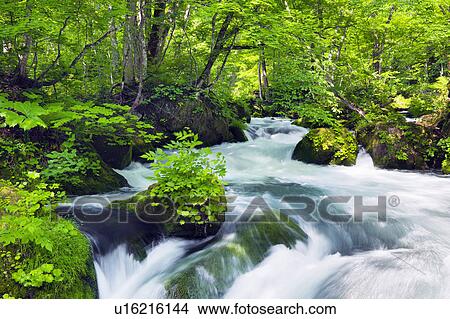 Oirase Stream View Large Photo Image Picture - Oirase Stream. Fotosearch