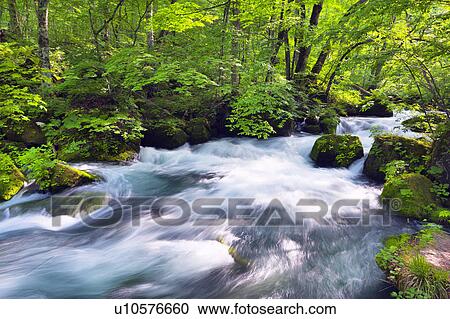 Stock Image - Oirase Stream. Fotosearch