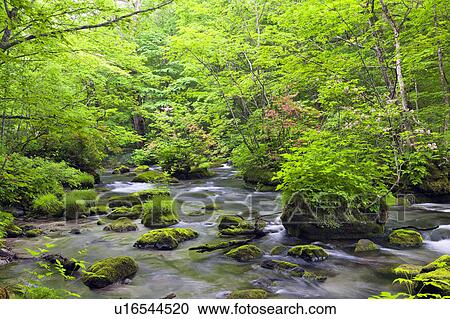 Oirase Stream View Large Photo Image Stock Image - Oirase Stream. Fotosearch
