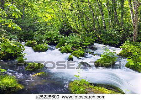 Oirase Stream View Large Photo Image Stock Image - Oirase Stream. Fotosearch