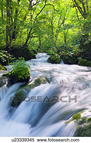 Stock Photography - Oirase Stream. Fotosearch