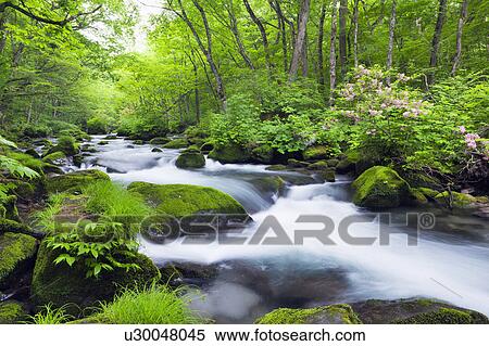 Stock Photography - Oirase Stream. Fotosearch
