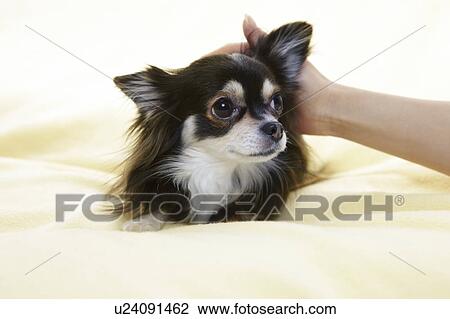 Stock Image - Person Stroking Chihuahua. Fotosearch