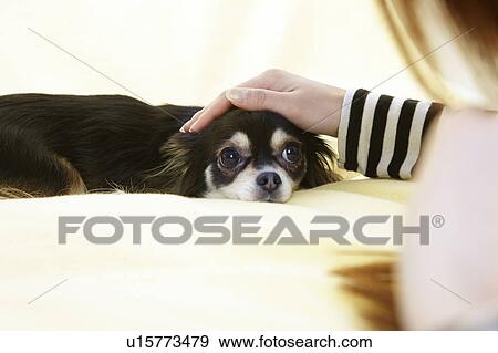 Person Stroking Chihuahua View Large Photo Image Stock Photo - Person Stroking Chihuahua. Fotosearch