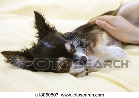 Person Stroking Chihuahua View Large Photo Image Stock Photo - Person Stroking Chihuahua. Fotosearch