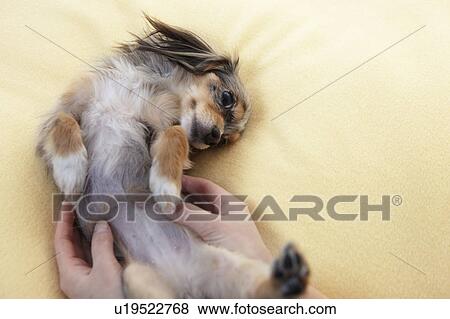 Stock Photo - Person Stroking Chihuahua. Fotosearch