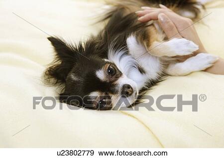 Person Stroking Chihuahua View Large Photo Image Stock Photo - Person Stroking Chihuahua. Fotosearch