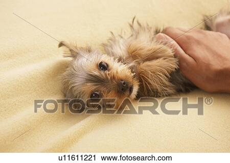 Stock Image - Person Stroking Yorkshire Terrier Puppy. Fotosearch