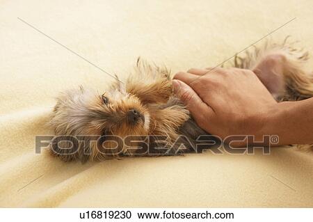 Stock Image - Person Stroking Yorkshire Terrier Puppy. Fotosearch