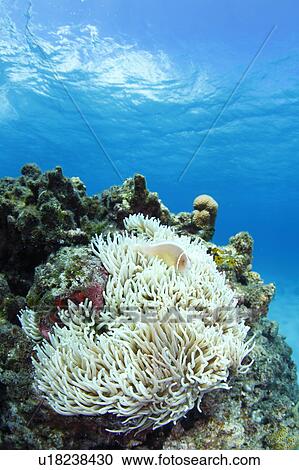 Stock Image - Pink Anemone Fish and Corals. Fotosearch