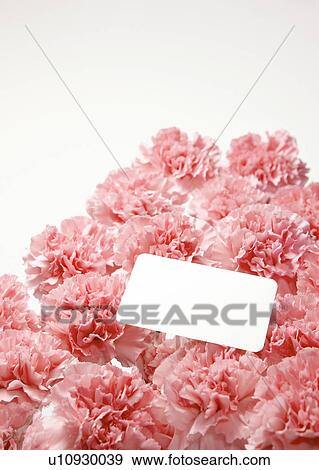 Pink Carnations and Greeting Card View Large Photo Image Stock Photo - Pink Carnations and Greeting Card. Fotosearch