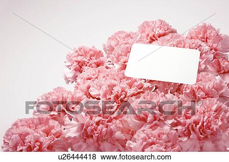 Pink Carnations and Greeting Card View Large Photo Image Stock Photo - Pink Carnations and Greeting Card. Fotosearch