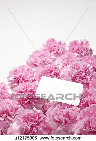 Stock Photography - Pink Carnations and Greeting Card. Fotosearch
