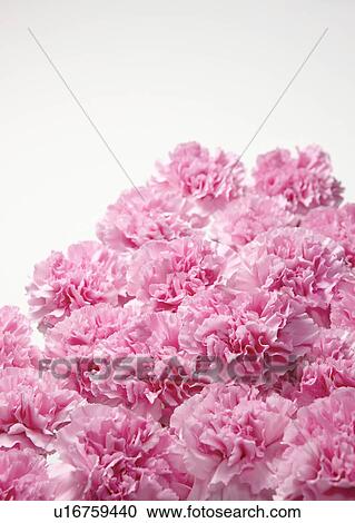 Stock Image - Pink Carnations. Fotosearch