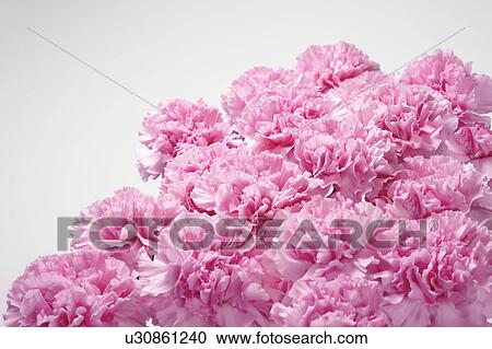 Stock Image - Pink Carnations. Fotosearch