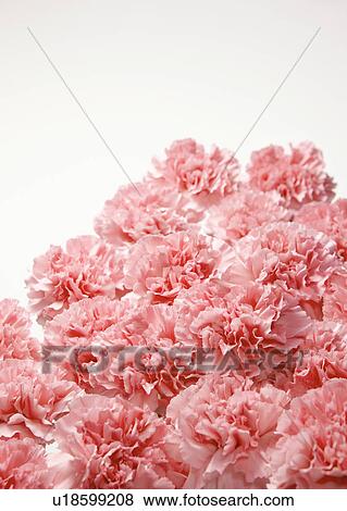 Stock Photo - Pink Carnations. Fotosearch