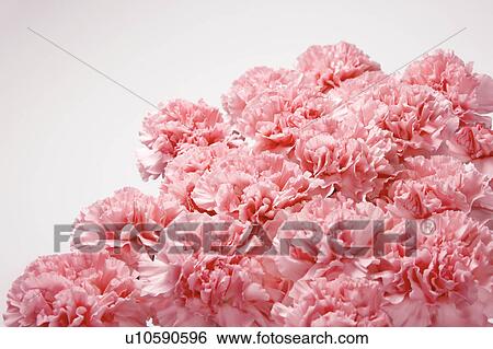 Stock Photograph - Pink Carnations. Fotosearch