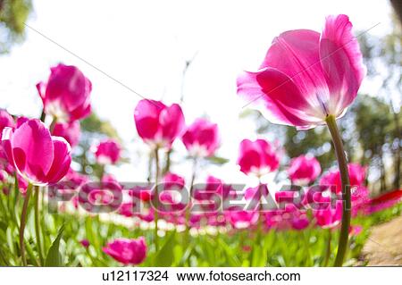 Pink tulips View Large Photo Image Picture - Pink tulips. Fotosearch