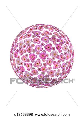 Stock Photo - Plum blossoms in sphere shape. Fotosearch