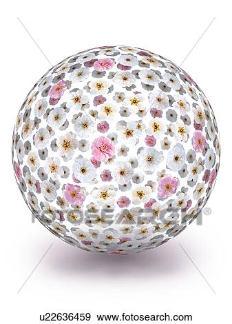 Stock Photo - Plum blossoms in sphere shape. Fotosearch