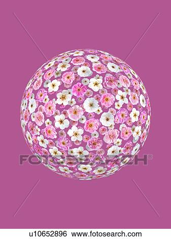 Stock Photograph - Plum blossoms in sphere shape. Fotosearch