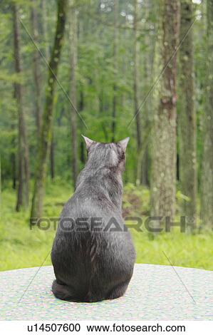 Stock Image - Rear view of cat, Nagano Prefecture, Honshu, Japan. Fotosearch