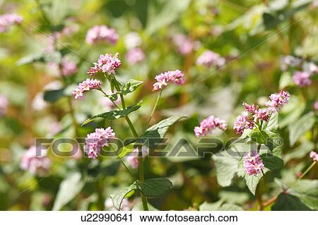 Red Buckwheat Flowers View Large Photo Image Stock Image - Red Buckwheat Flowers. Fotosearch