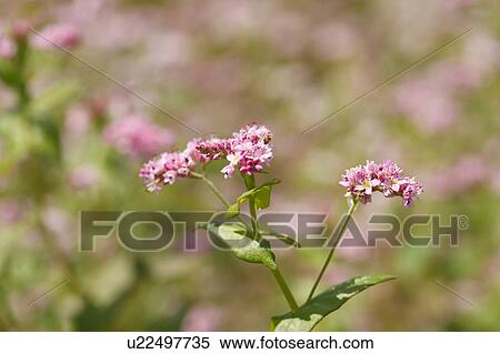 Stock Photography - Red Buckwheat Flowers. Fotosearch