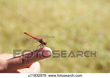 Red Dragonfly On Finger Tip View Large Photo Image Stock Photo - Red Dragonfly On Finger Tip. Fotosearch