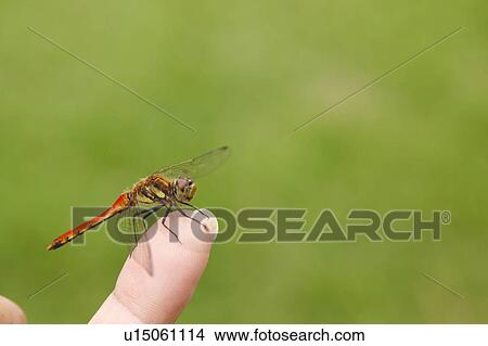 Picture - Red Dragonfly On Fingertip. Fotosearch