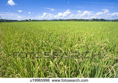 Stock Photo - Rice crop, Ibaraki Prefecture, Honshu, Japan. Fotosearch
