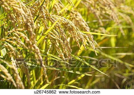Rice Crop View Large Photo Image Stock Image - Rice Crop. Fotosearch