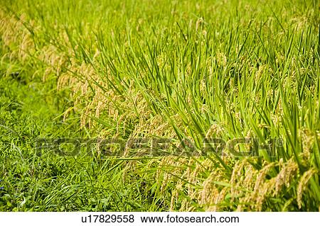 Stock Photo - Rice crop. Fotosearch