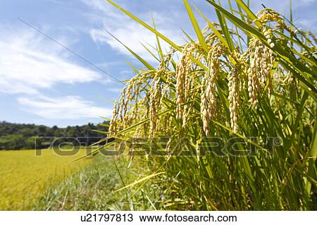 Stock Image - Rice Field. Fotosearch