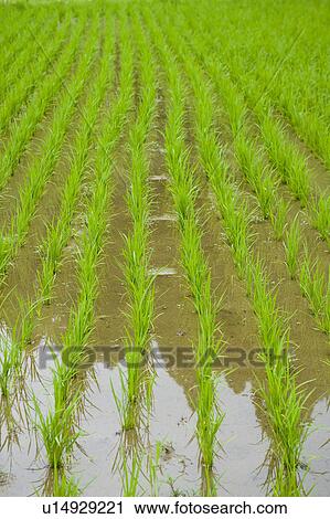 Rice paddy, Wakayama Prefecture, Honshu, Japan View Large Photo Image Stock Image - Rice paddy, Wakayama Prefecture, Honshu, Japan. Fotosearch
