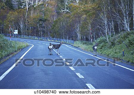 Stock Image - Sika Deer Crossing Road. Fotosearch