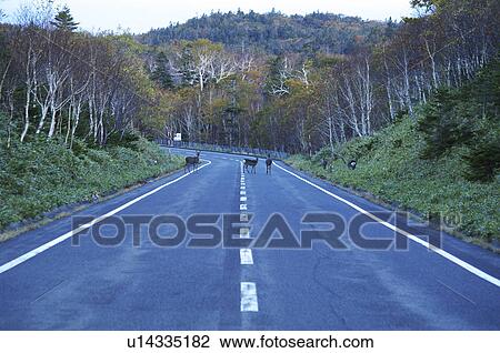 Stock Image - Sika Deer Crossing Road. Fotosearch