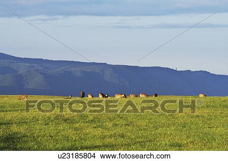 Picture - Sika Deer. Fotosearch