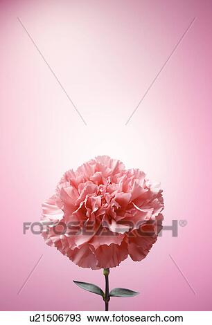 Single Carnation Flower View Large Photo Image Stock Image - Single Carnation Flower. Fotosearch