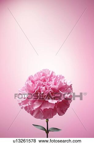 Single Carnation Flower View Large Photo Image Stock Photo - Single Carnation Flower. Fotosearch