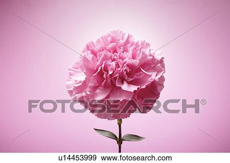 Single Carnation Flower View Large Photo Image Stock Photo - Single Carnation Flower. Fotosearch
