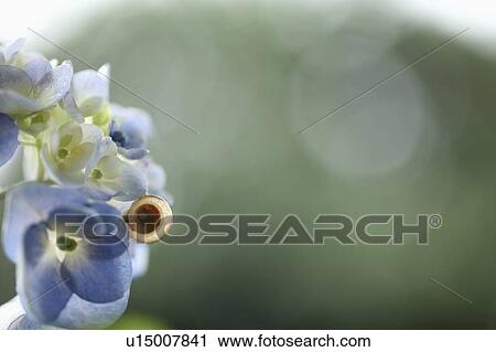 Snail on Hydrangea Flower View Large Photo Image Stock Image - Snail on Hydrangea Flower. Fotosearch