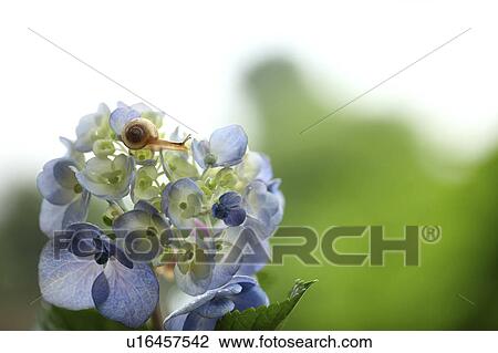 Snail on Hydrangea Flower View Large Photo Image Stock Image - Snail on Hydrangea Flower. Fotosearch