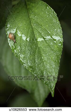 Snail on Hydrangea Leaf View Large Photo Image Stock Image - Snail on Hydrangea Leaf. Fotosearch