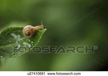 Stock Image - Snail on Hydrangea Leaf. Fotosearch
