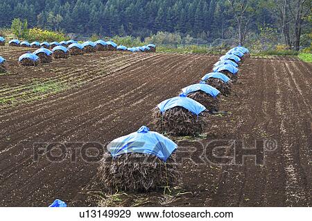 Straw Bales in Field View Large Photo Image Stock Photo - Straw Bales in Field. Fotosearch