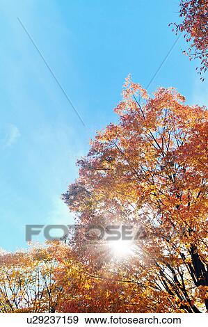 Stock Photo - Sun Shining Through Zelkova Tree in Autumn. Fotosearch