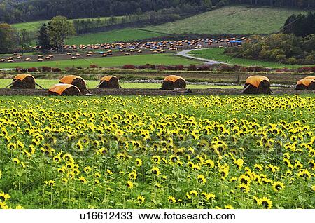 Sunflower Fields and Straw Bales View Large Photo Image Stock Image - Sunflower Fields and Straw Bales. Fotosearch
