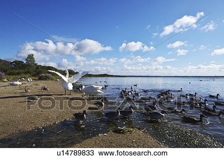 Stock Image - Swans and Ducks at Lake Utonai. Fotosearch