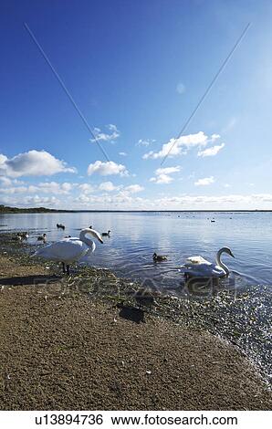 Stock Photograph - Swans at Lake Utonai. Fotosearch